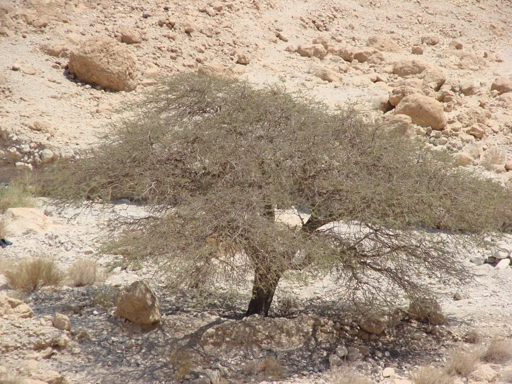 Acacia Tree, near the Dead Sea