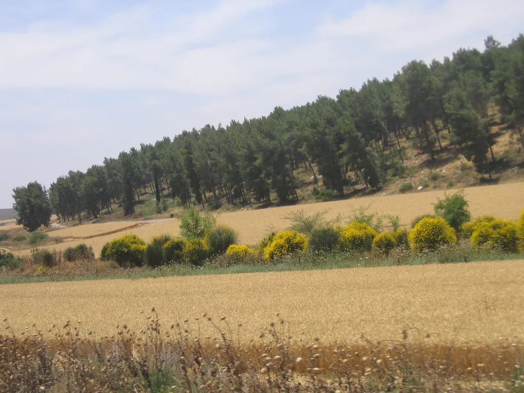 Wheat Fields at Hazor