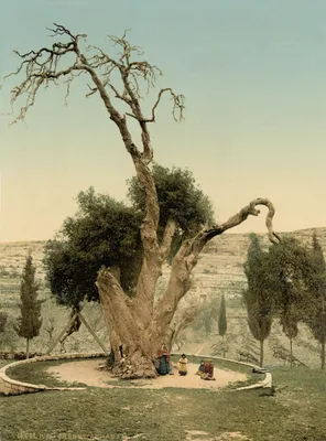 Abraham's Tree (Hebron, Mamre)