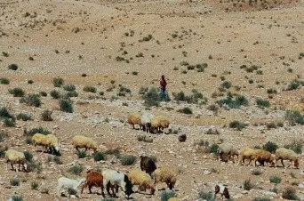 Sheep and Shepherd at Beer'sheva
