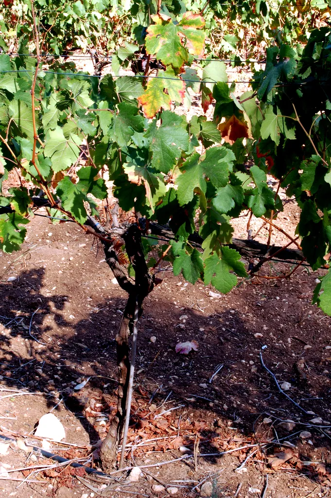 Grape Branch Lifted by a Stick