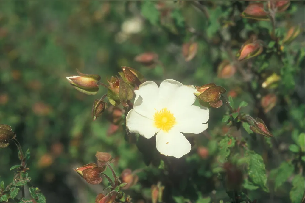 Rock rose, Mt. Zion