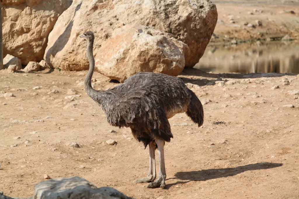 Ostrich