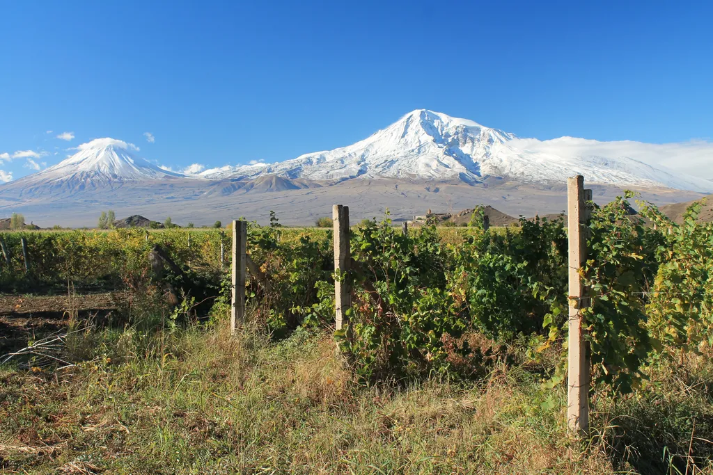 Vineyards in Armenia with Ararat Mountains in Background