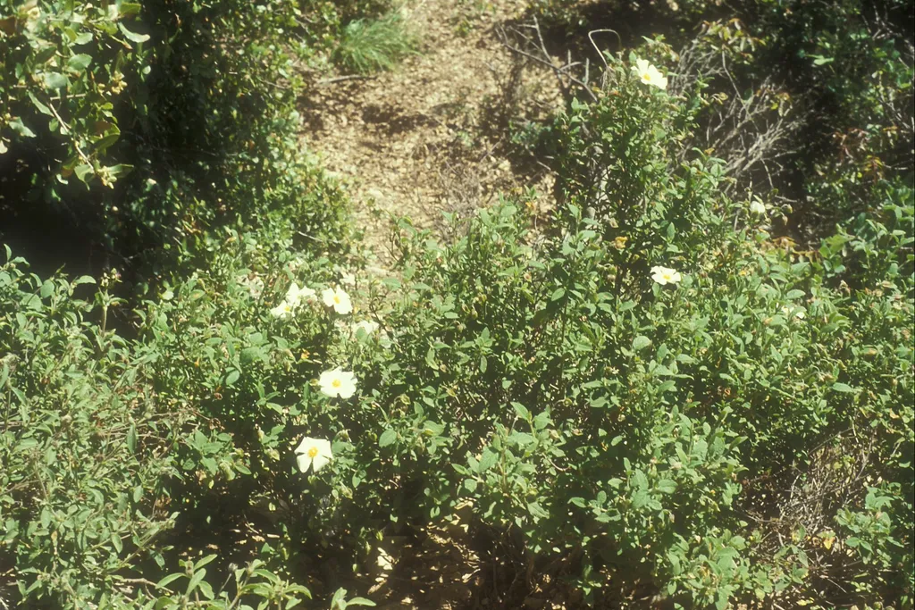 Rock rose, Har Meron