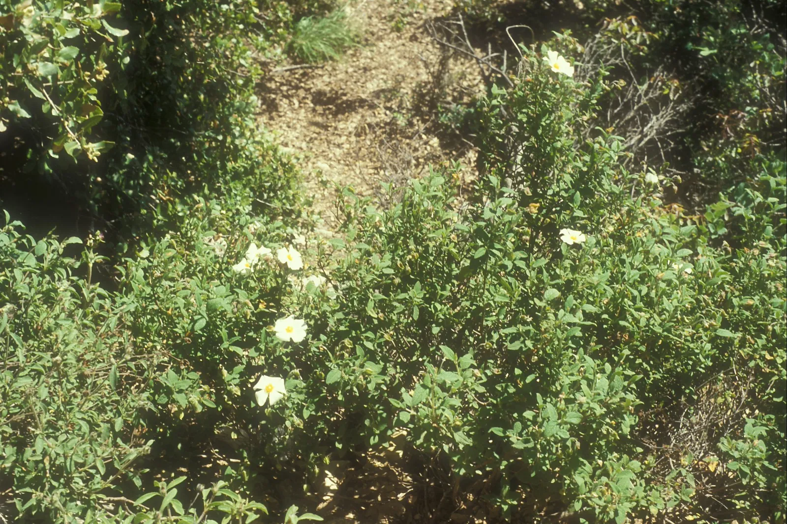 Rock rose, Har Meron