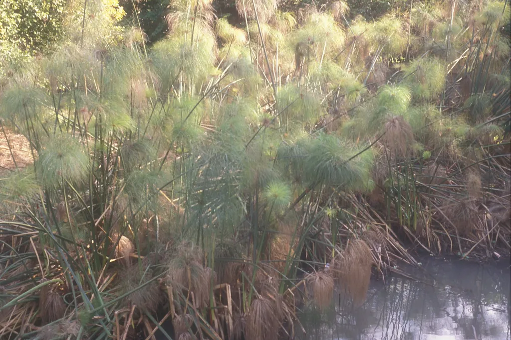 Papyrus plants by the Nile