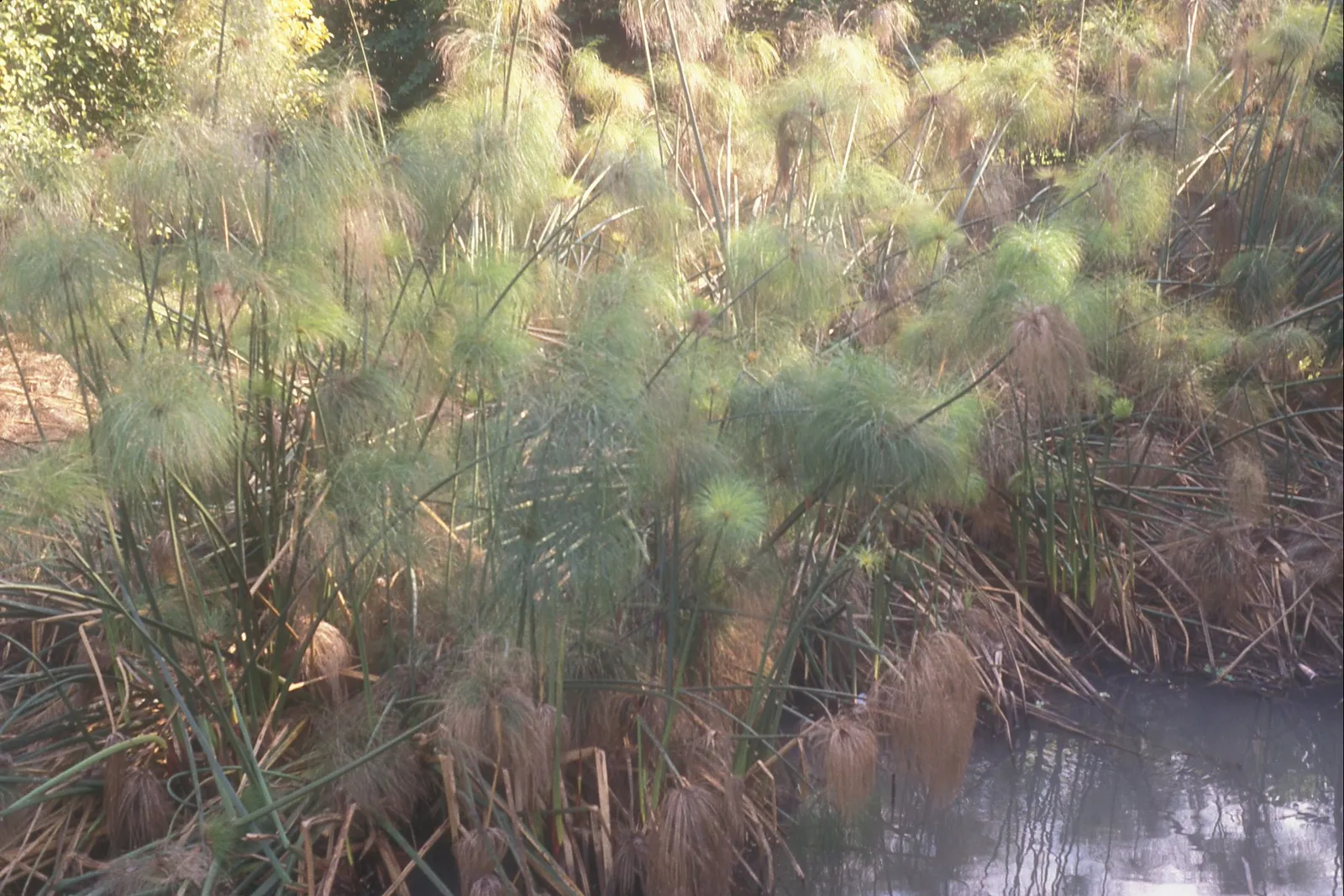 Papyrus plants by the Nile