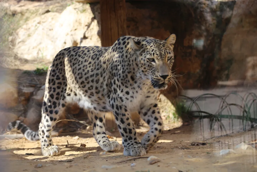 Leopard (Panthera pardus)