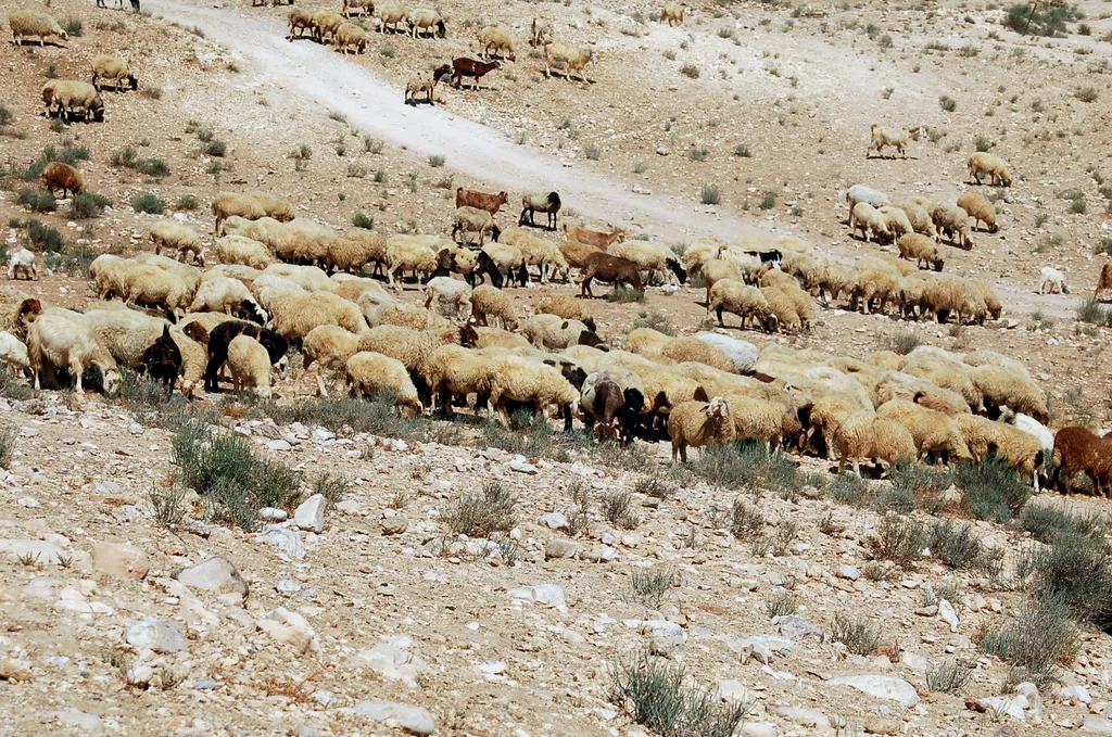 Sheep in Israel