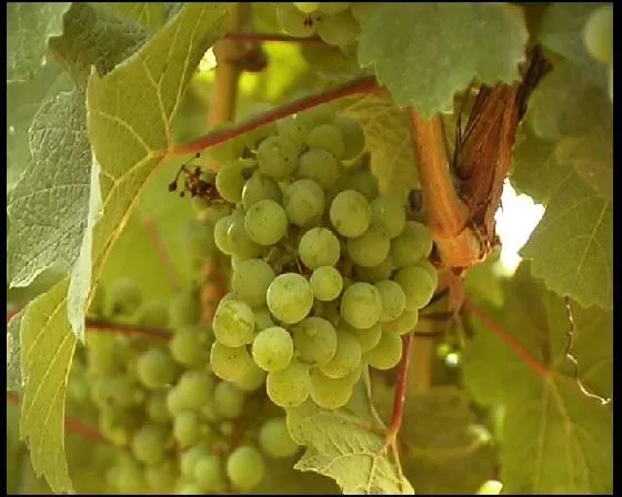 Grapes on a Vine in Israel Vineyard