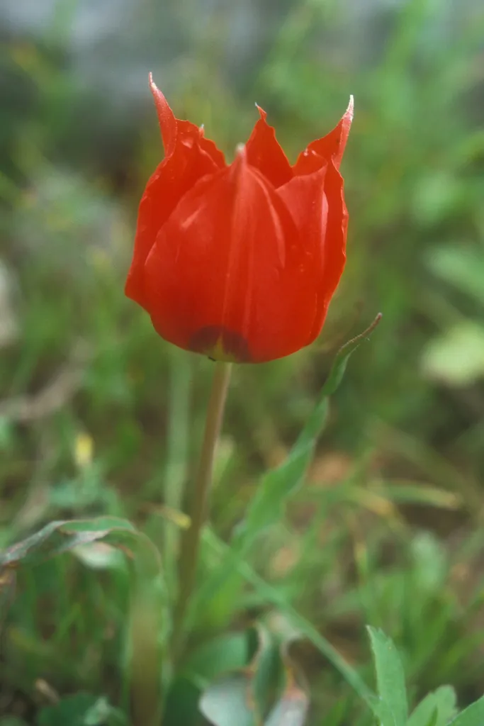Mountain tulip, Mt Carmel