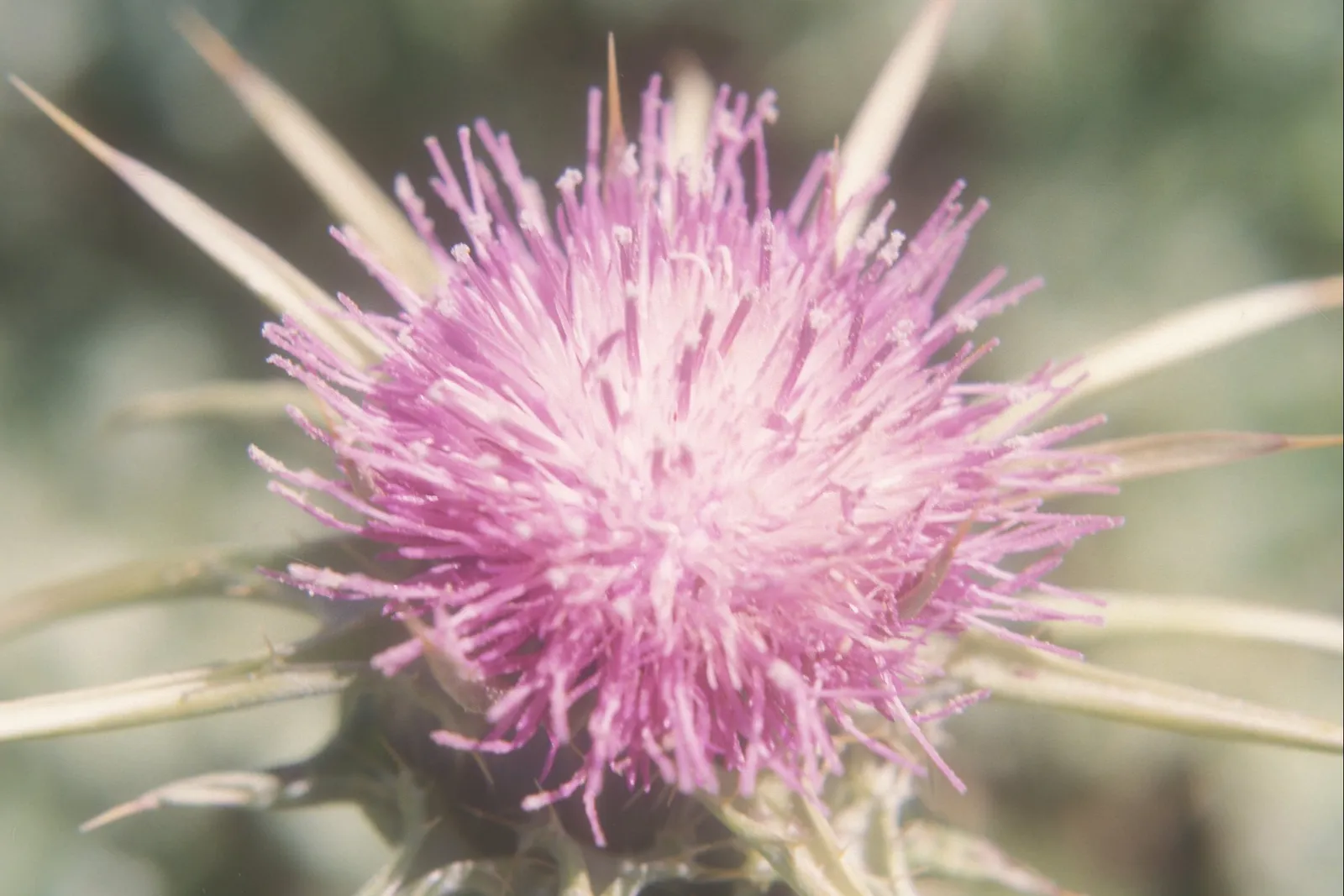 Thorn, Thistle (Holy milk thistle at Lachish) (ἄκανθα)