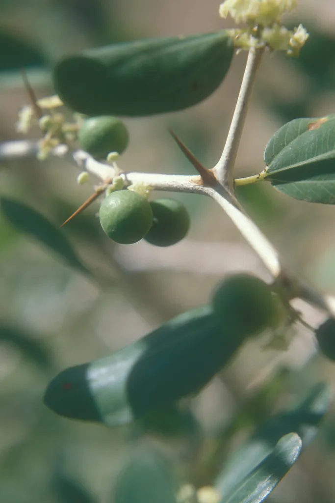 Thorns (Christ Thorn, Ziziphus spina-christi)