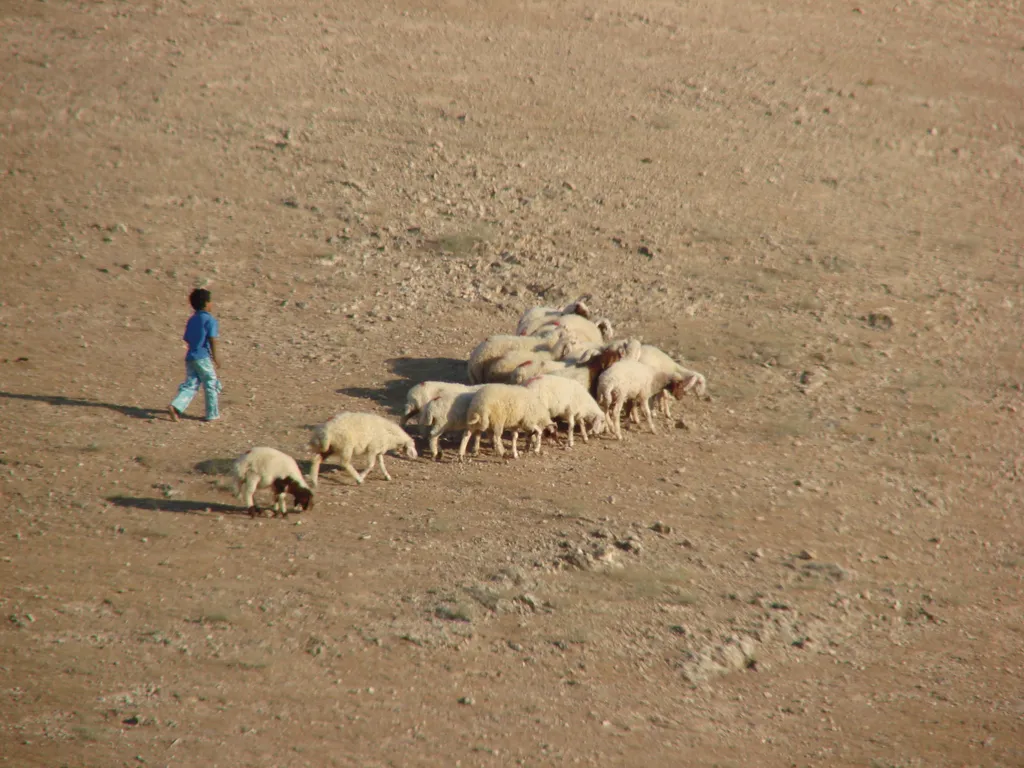 Flock of Sheep (Outside Jerusalem)
