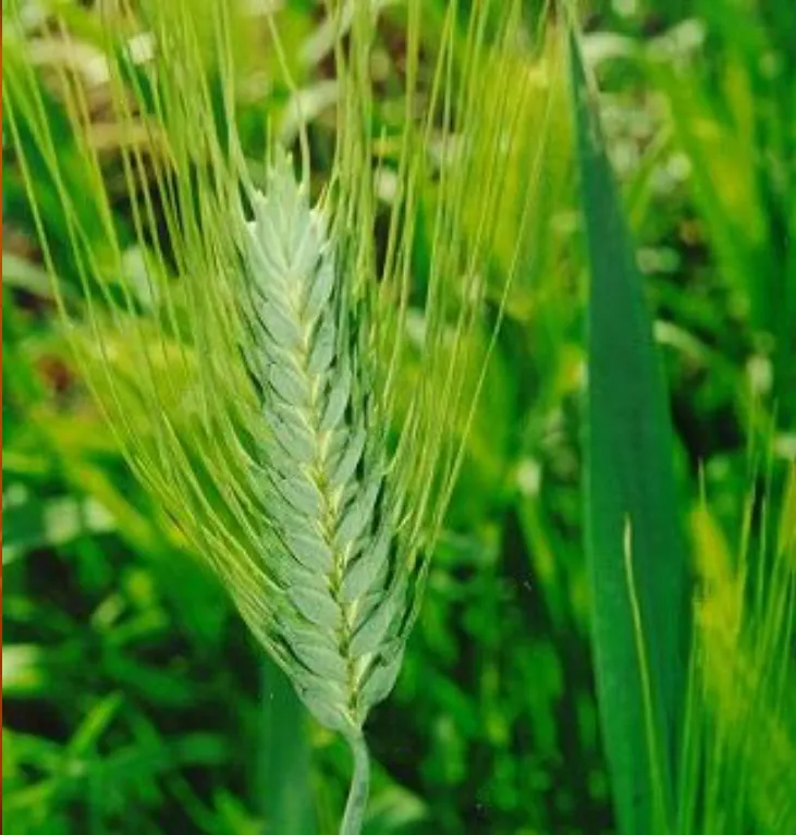 Barley