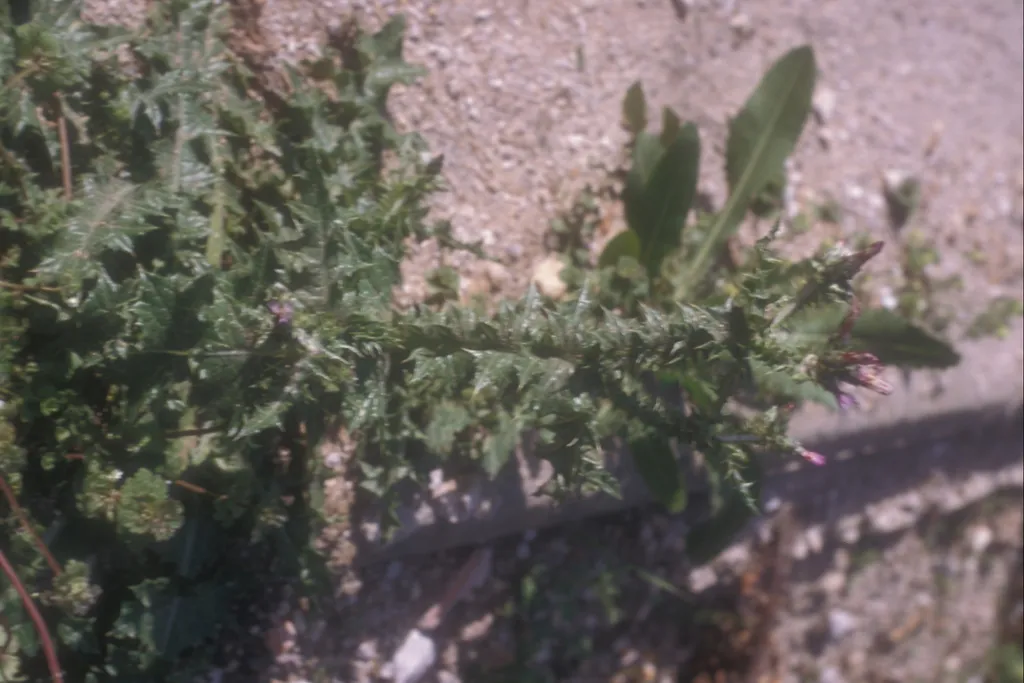 Thistle, Jerusalem