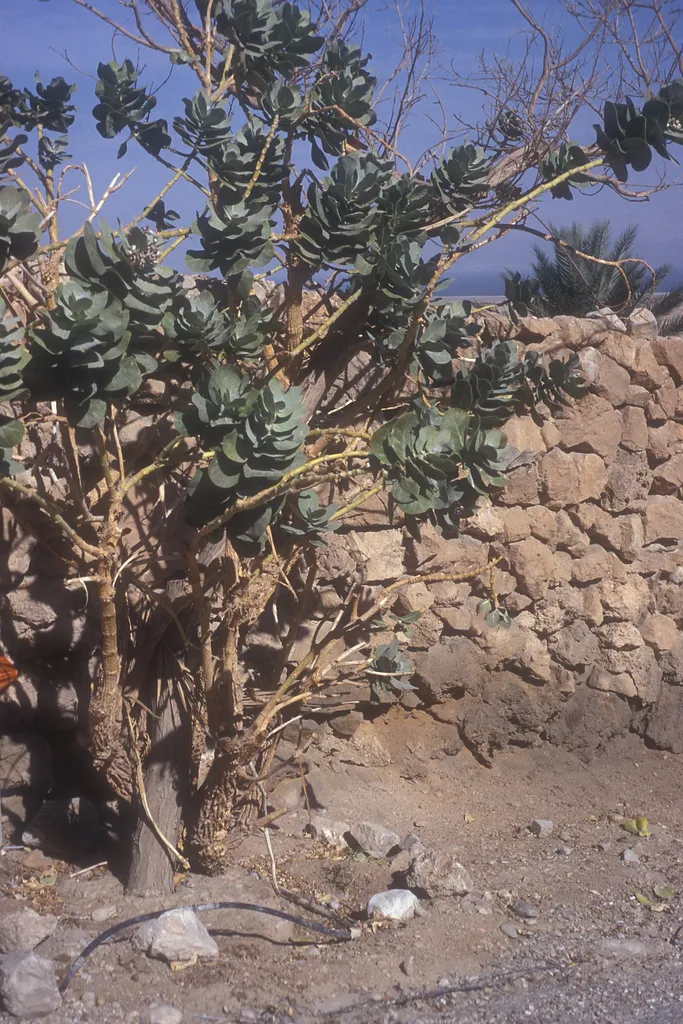 Sodom apple, Masada