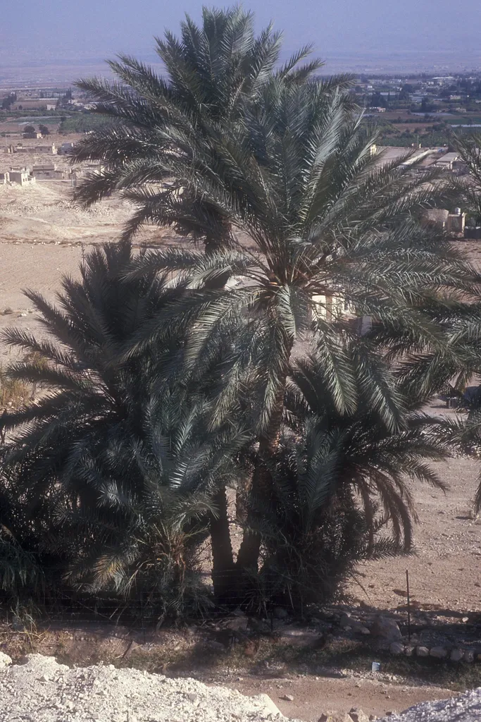 Palm Trees at Jericho