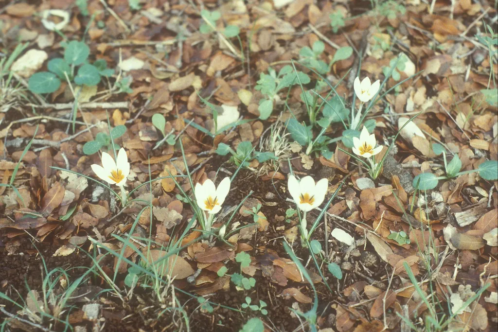 Winter crocus, Mt Carmel