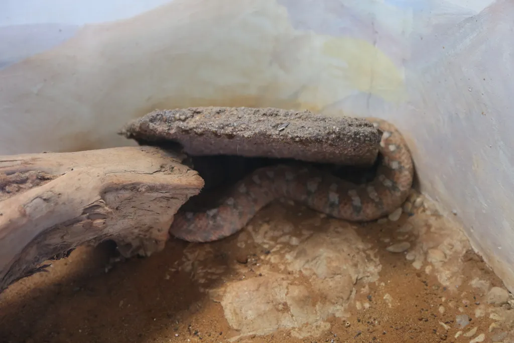 Venomous Snake in Israel