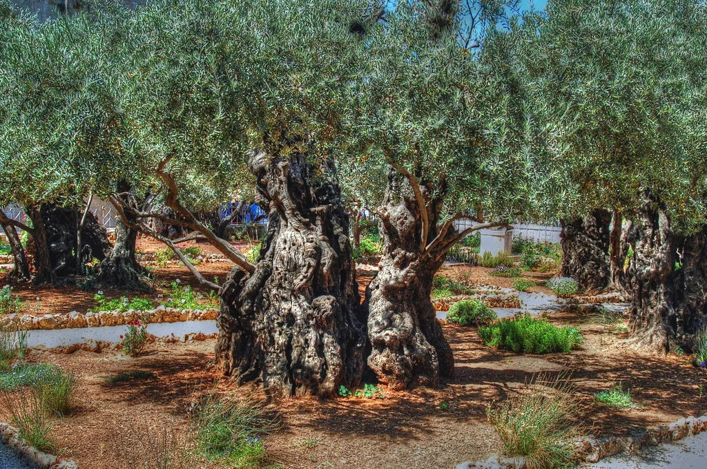 Olive Tree (Garden of Gethsemane) with Grafted Branches