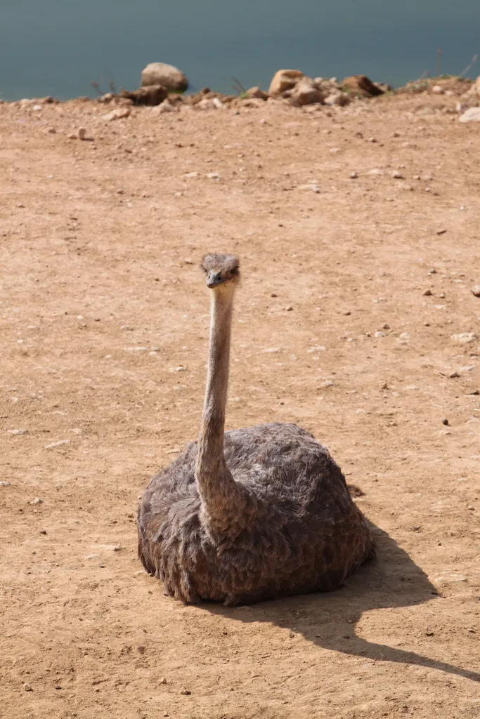 Ostrich (Biblical Zoo, Jerusalem)