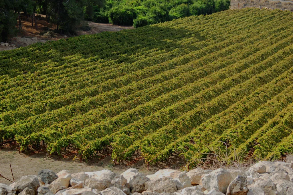 Vineyard near Lachish