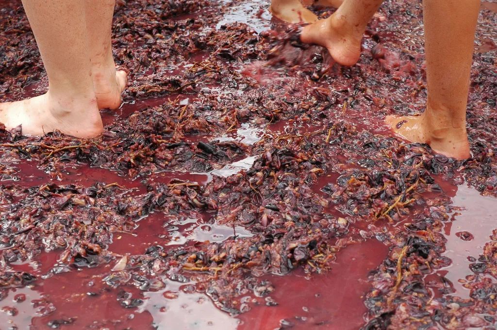 Stepping on Grapes in Winepress at Avdat