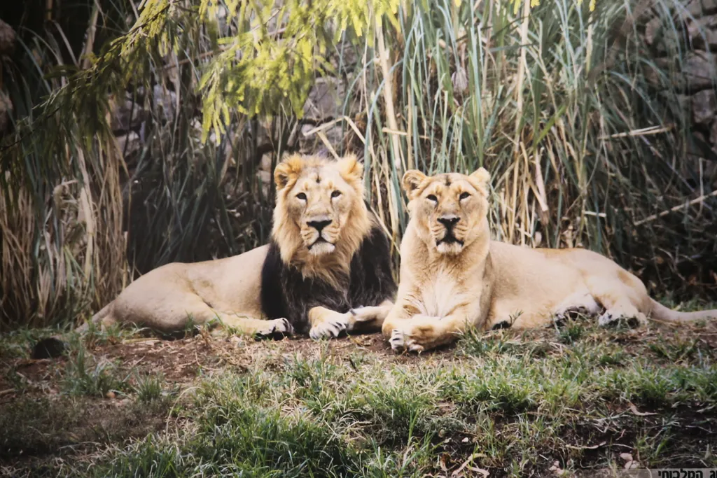 Lion and Lioness (Lion, Panthera leo)