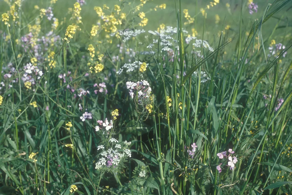 Mixed wildflowers, Arbel