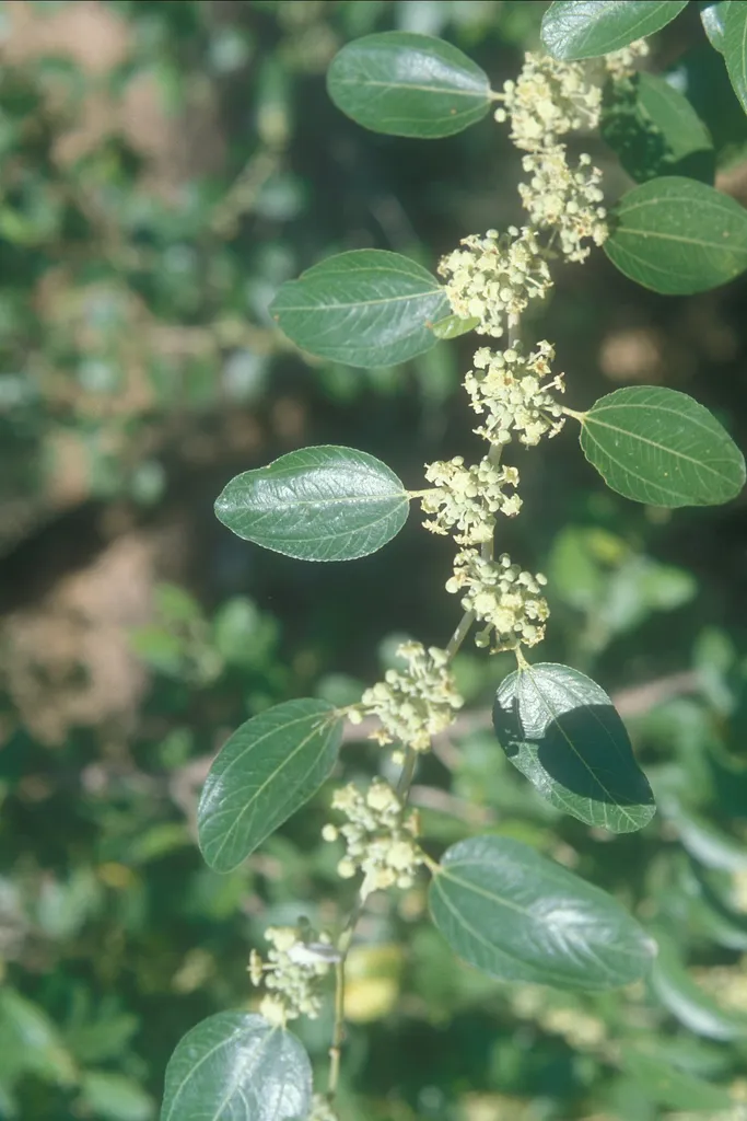 Christ thorn, N Kedumim