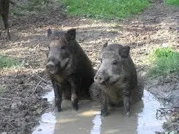 Pigs Wallowing in the Mire