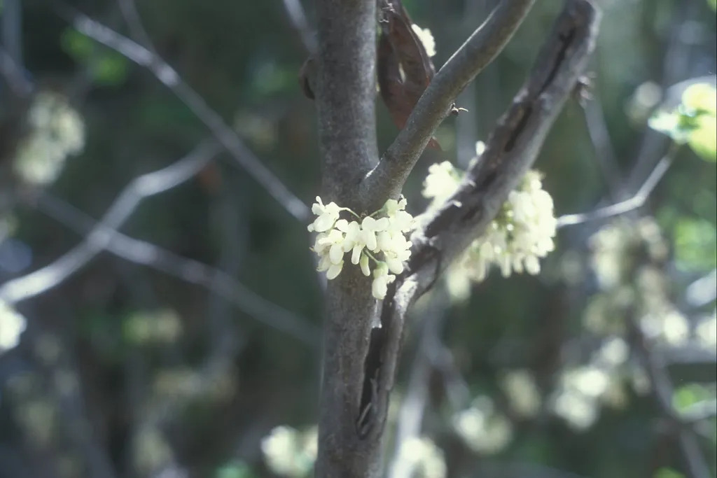 The Judas Tree with White Blossoms