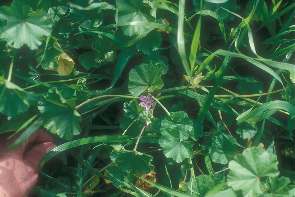 Malva nicacensis