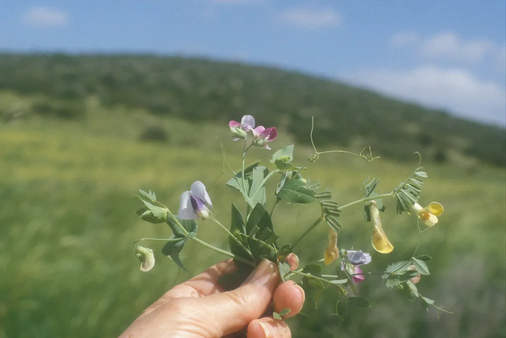 Mixed wildflowers, Maresha