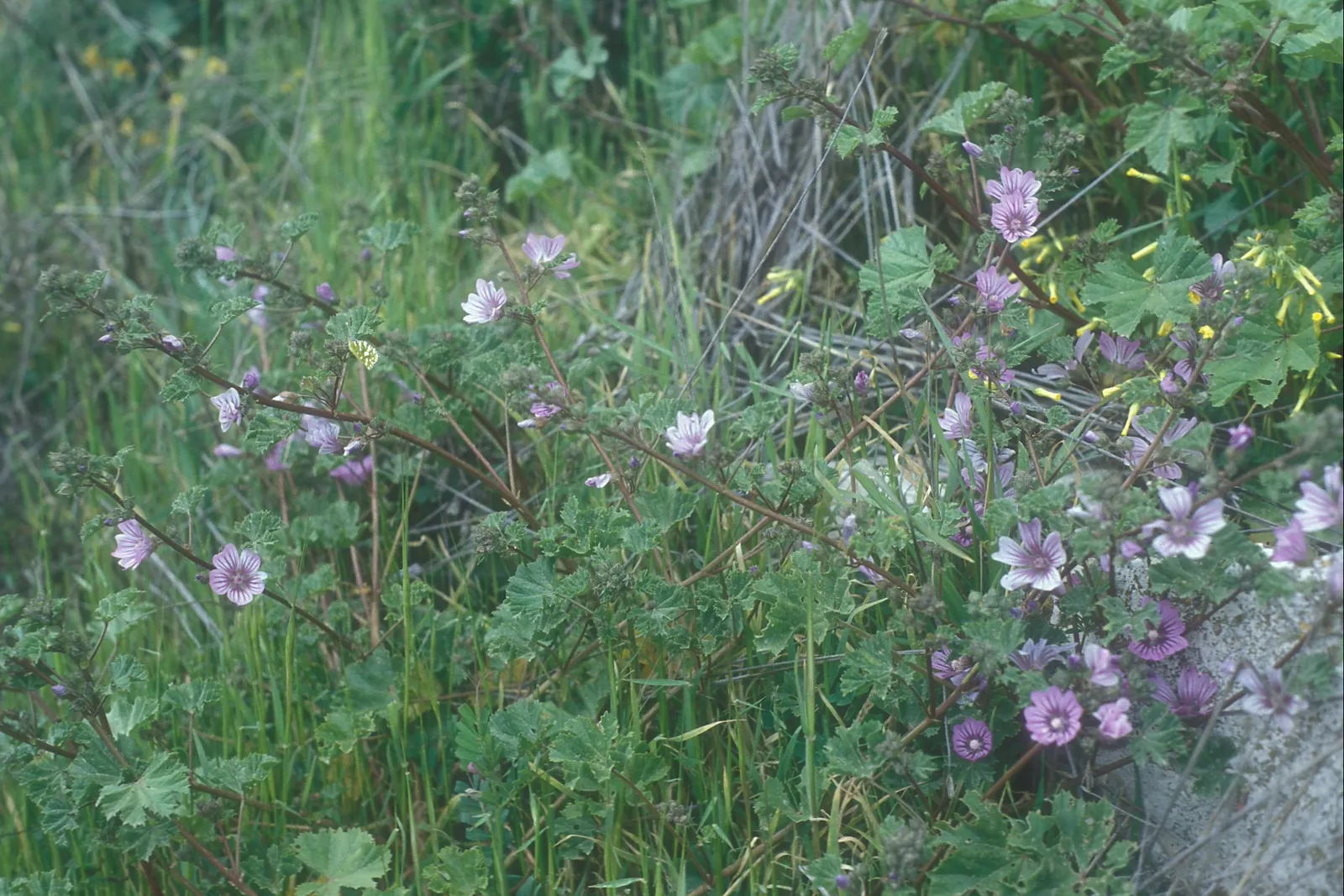 Malva sylvestris, Jerusalem (Herbs yielding seeds, עֵשֶׂב, χόρτος)