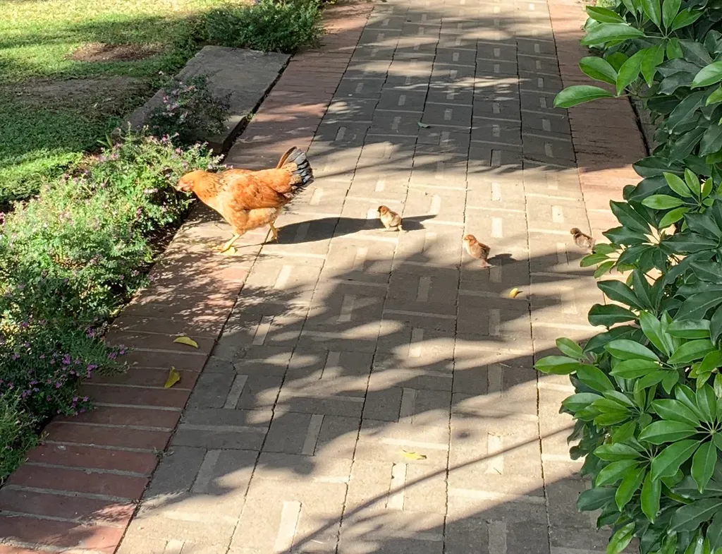 Hen (Hen, Gallus gallus)