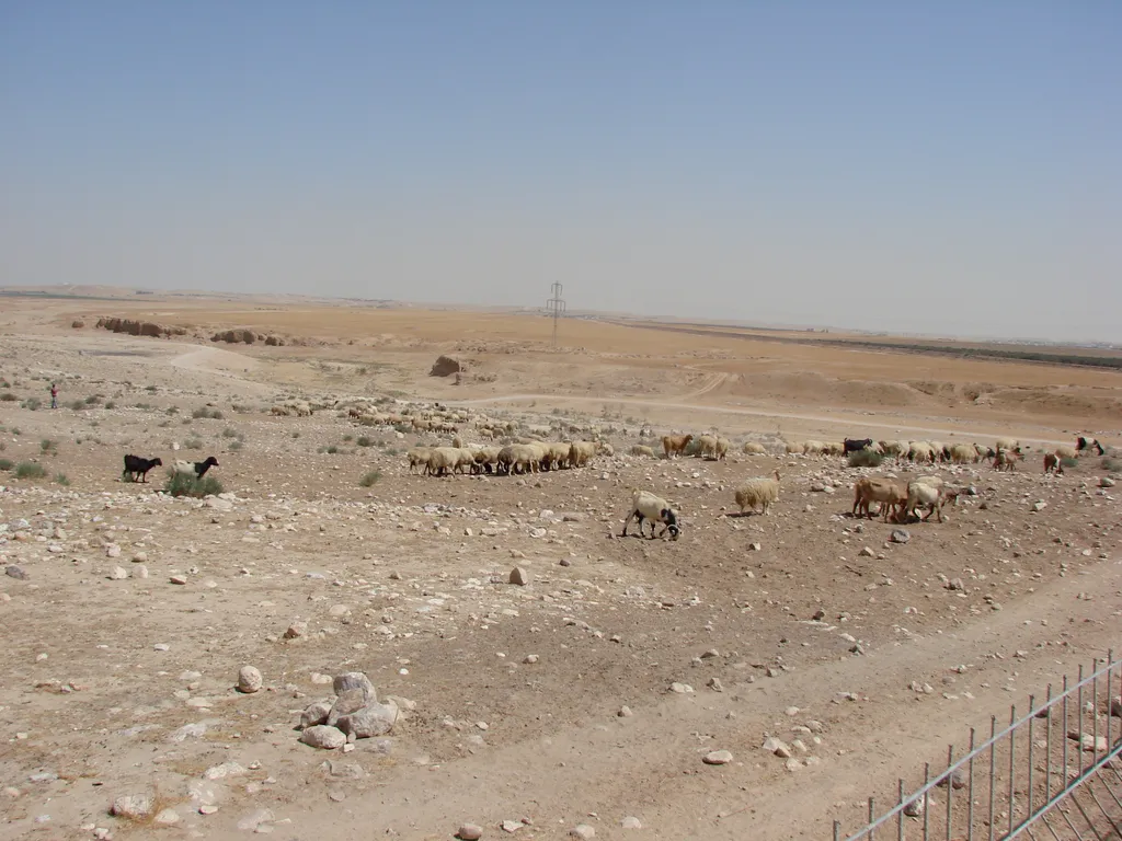 Sheep near Arad, in the Negev of Israel