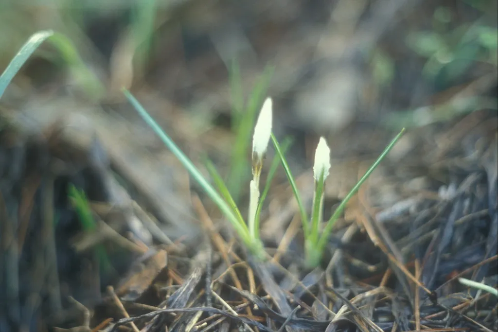 Winter crocus buds, Motza Elit