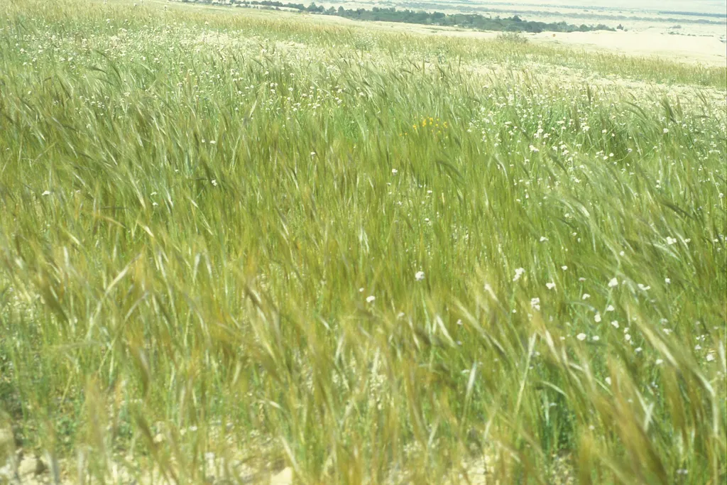 Wild Barley in desert