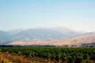 Mt. Hermon