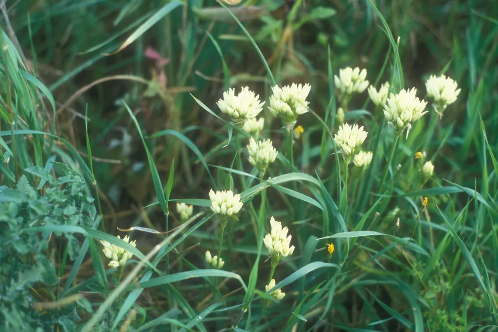 Garlic, Netanya