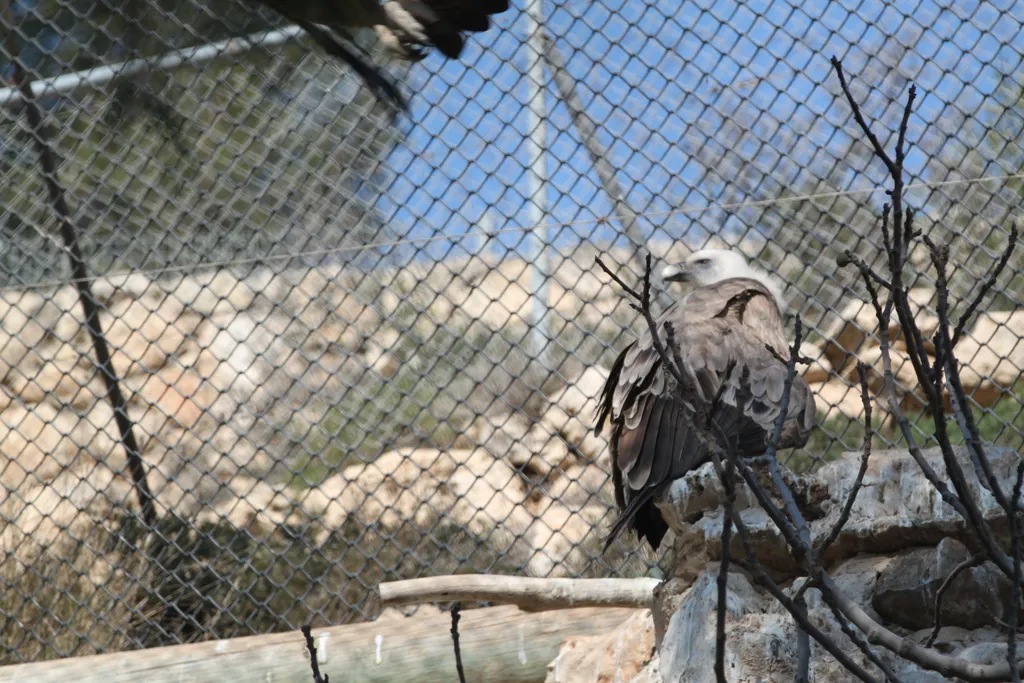 Vulture