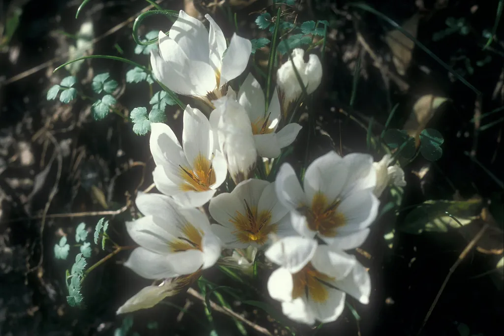 Winter crocus, Motza Elit
