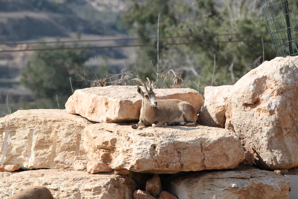 Ibex (Mountain Goats)