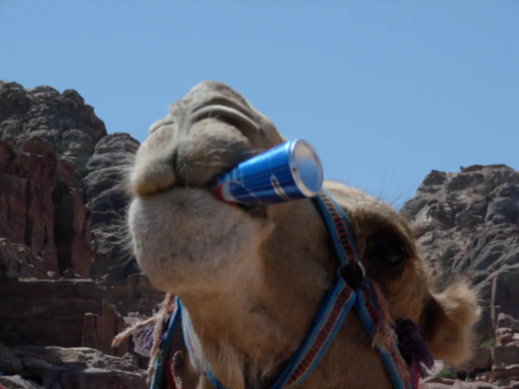 Camel at Petra enjoying a refreshing Pepsi
