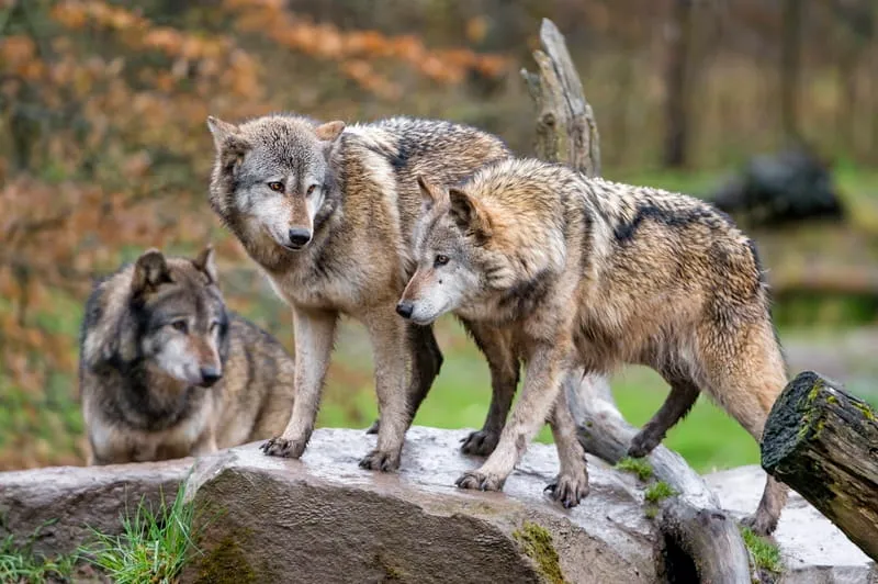 Ravening Wolves