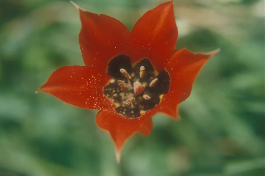 Mountain tulip, N Kedumim