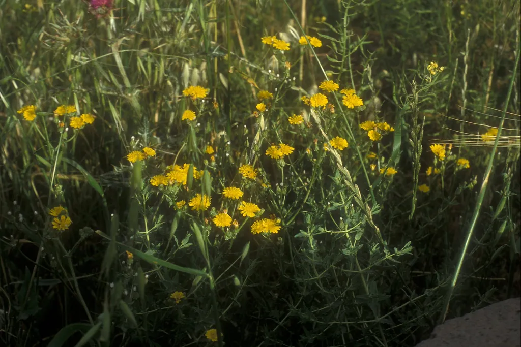 Crown daisy, Gamla Preserve
